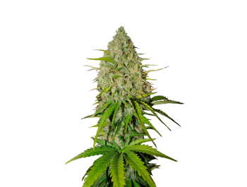 FAST BUDS - GRAPEFRUIT AUTO FEM | Disponibile fino ad esaurimento scorte