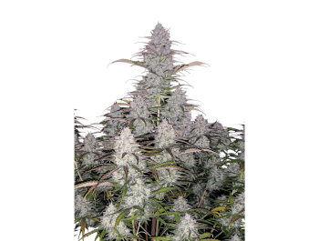FAST BUDS - GREEN CRACK AUTO FEM | Disponibile fino ad esaurimento scorte