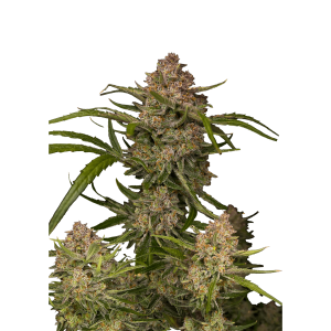 FAST BUDS - GUAVA AUTO FEM