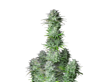 FAST BUDS - KOSHER CAKE AUTO FEM | Disponibile fino ad esaurimento scorte