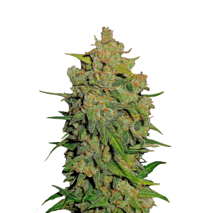 FAST BUDS - LEMON AK AUTO FEM