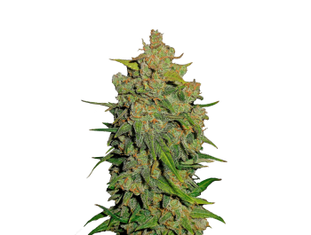 FAST BUDS - LEMON AK AUTO FEM