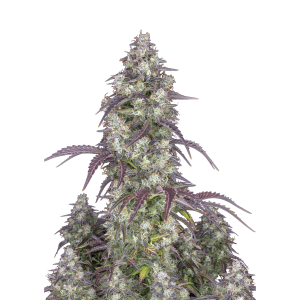 FAST BUDS - LEMON PIE AUTO | Disponibile fino ad esaurimento scorte