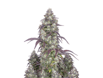 FAST BUDS - LEMON PIE AUTO | Disponibile fino ad esaurimento scorte