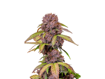 FAST BUDS - LEMON CHERRY COOKIES AUTO FEM