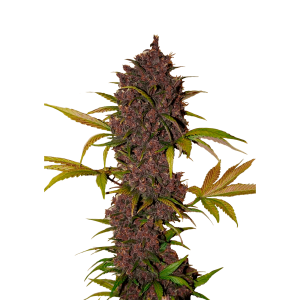 SCHNELLE KNOSPEN - LSD-25 AUTO