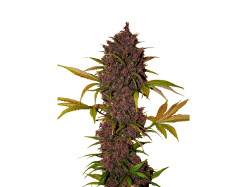 SCHNELLE KNOSPEN - LSD-25 AUTO