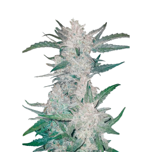 FAST BUDS - MEXICAN AIRLINES AUTO | Verfügbar solange der Vorrat reicht