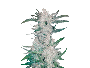 FAST BUDS - MEXICAN AIRLINES AUTO | Verfügbar solange der Vorrat reicht