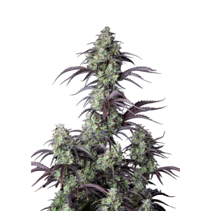 FAST BUDS - MIMOSA CAKE AUTO | Verfügbar solange der Vorrat reicht