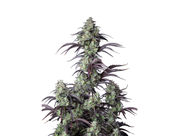 FAST BUDS - MIMOSA CAKE AUTO | Verfügbar solange der Vorrat reicht