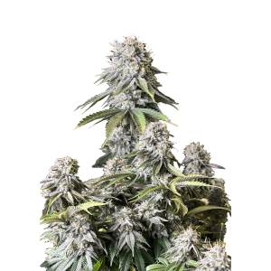 SCHNELL KNOSPEN - ORANGE SORBET SCHNELL BLÜHENDE FEM