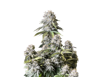 SCHNELL KNOSPEN - ORANGE SORBET SCHNELL BLÜHENDE FEM