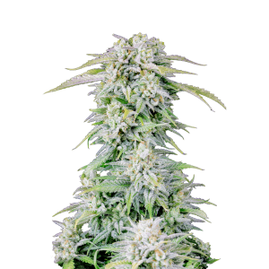 SCHNELLE KNOSPEN - ORIGINAL AFGHANISCHEN KUSH AUTO FEM