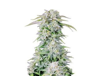 SCHNELLE KNOSPEN - ORIGINAL AFGHANISCHEN KUSH AUTO FEM