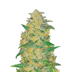 SCHNELLE KNOSPEN - ORIGINAL AK AUTO