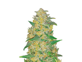 SCHNELLE KNOSPEN - ORIGINAL AK AUTO