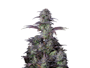 SCHNELLE KNOSPEN - ORIGINAL HEIDELBEERE AUTO FEM