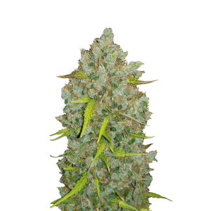 SCHNELLE KNOSPEN - ORIGINAL BUBBLEGUM AUTO