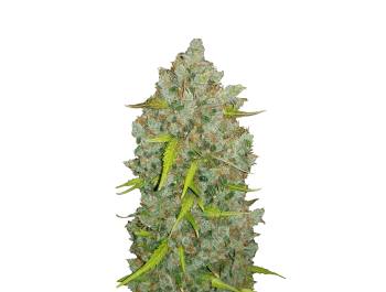 SCHNELLE KNOSPEN - ORIGINAL BUBBLEGUM AUTO