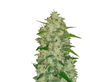 FAST BUDS - ORIGINAL CHEMDAWG AUTO | Verfügbar solange der Vorrat reicht