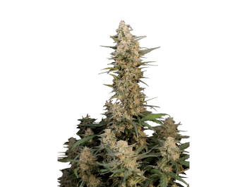 FAST BUDS - ORIGINAL CRITICAL AUTO | Verfügbar solange der Vorrat reicht