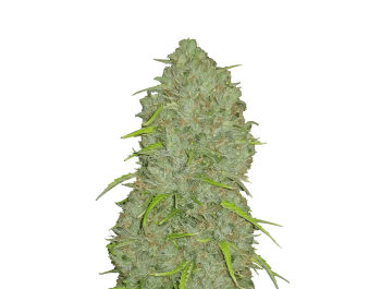 SCHNELLE KNOSPEN - ORIGINAL JACK HERER AUTO