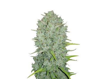 FAST BUDS - ORIGINAL NORTHERN LIGHTS AUTO