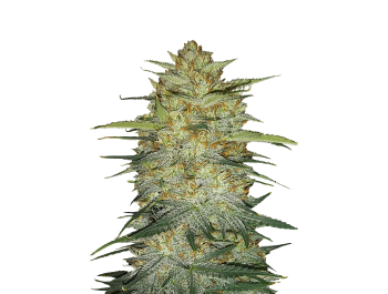 SCHNELLE KNOSPEN - ORIGINAL OG KUSH AUTO