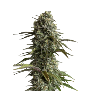 SCHNELLE KNOSPEN - ORIGINAL SKUNK AUTO