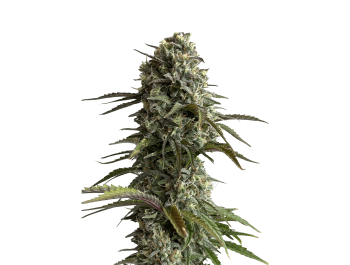 SCHNELLE KNOSPEN - ORIGINAL SKUNK AUTO