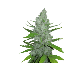 SCHNELLE KNOSPEN - ORIGINAL SAUER DIESEL AUTO