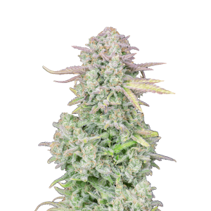 FAST BUDS - ORIGINAL TRAINWRECK AUTO FEM | Verfügbar solange der Vorrat reicht