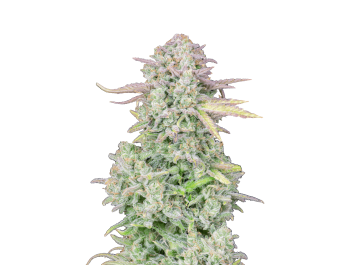 FAST BUDS - ORIGINAL TRAINWRECK AUTO FEM | Verfügbar solange der Vorrat reicht