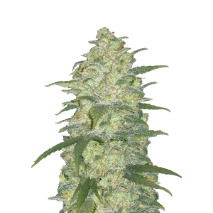 SCHNELLE KNOSPEN - ORIGINAL WHITE WIDOW AUTO