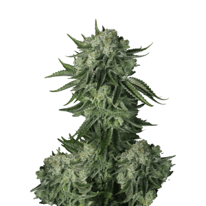 SCHNELLE KNOSPEN - ORIGINAL MOBY DICK AUTO FEM