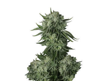 SCHNELLE KNOSPEN - ORIGINAL MOBY DICK AUTO FEM