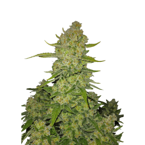 SCHNELLE KNOSPEN - PAPAYA KEKSE AUTO FEM