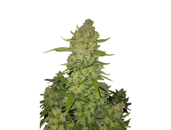 SCHNELLE KNOSPEN - PAPAYA KEKSE AUTO FEM