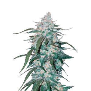 SCHNELLE KNOSPEN - ANANAS EXPRESS AUTO