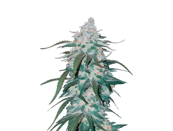 SCHNELLE KNOSPEN - ANANAS EXPRESS AUTO