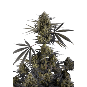 SCHNELLE KNOSPEN - PFUND KUCHEN AUTO FEM