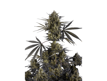 SCHNELLE KNOSPEN - PFUND KUCHEN AUTO FEM