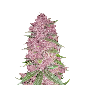 SCHNELLE KNOSPEN - LILA LIMONADE AUTO