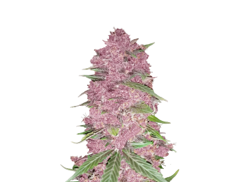 SCHNELLE KNOSPEN - LILA LIMONADE AUTO