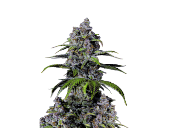 SCHNELL KNOSPEN - LILA LIMONADE SCHNELL BLÜHENDE FEM