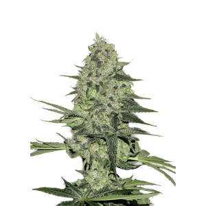 FAST BUDS - RHINO RYDER AUTO | Verfügbar solange der Vorrat reicht