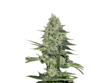 FAST BUDS - RHINO RYDER AUTO | Verfügbar solange der Vorrat reicht