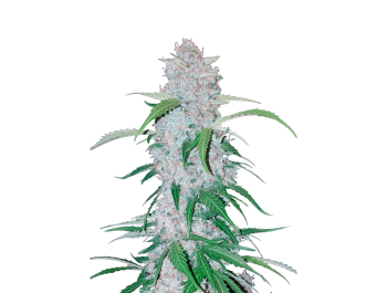 FAST BUDS - SIX SHOOTER AUTO | Verfügbar solange der Vorrat reicht