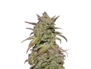 FAST BUDS - SMOOTHIE AUTO | Verfügbar solange der Vorrat reicht